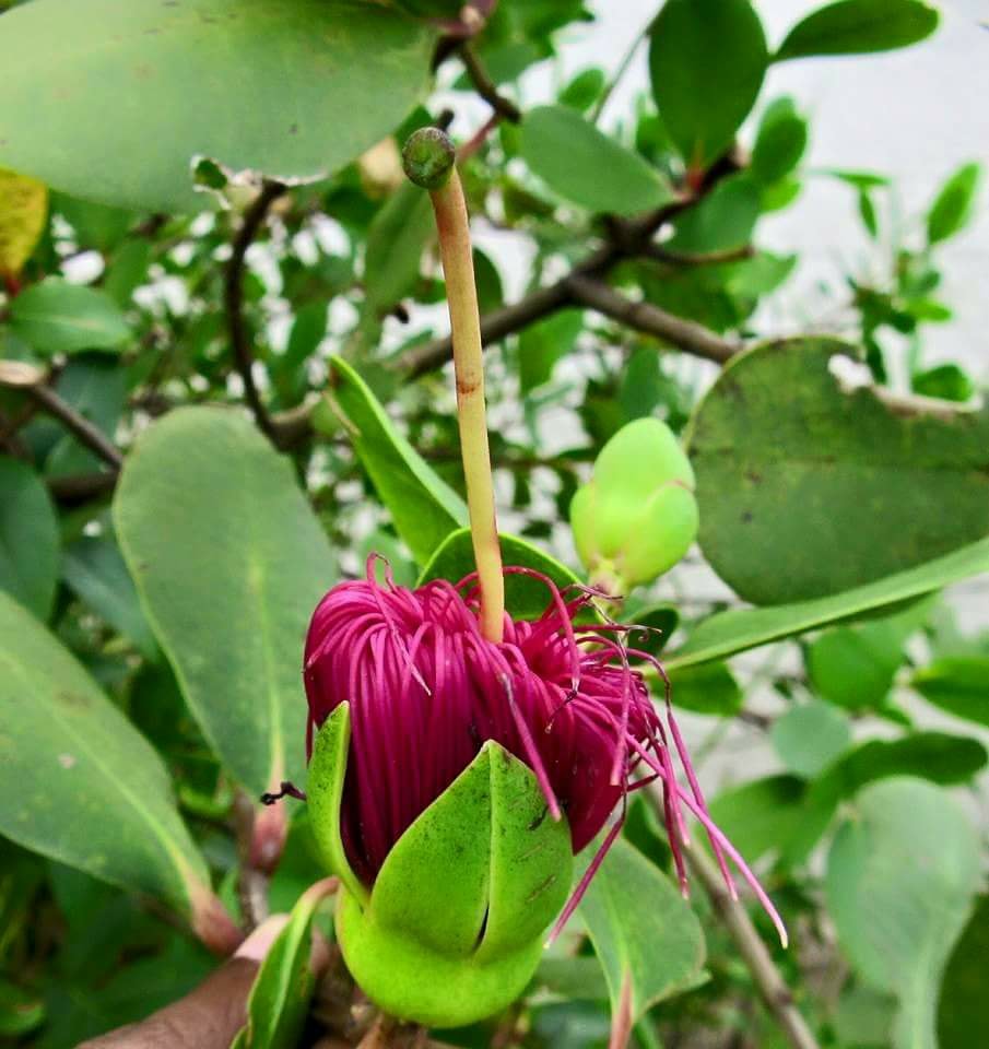 Sonneratia caseolaris Sonneratia caseolaris